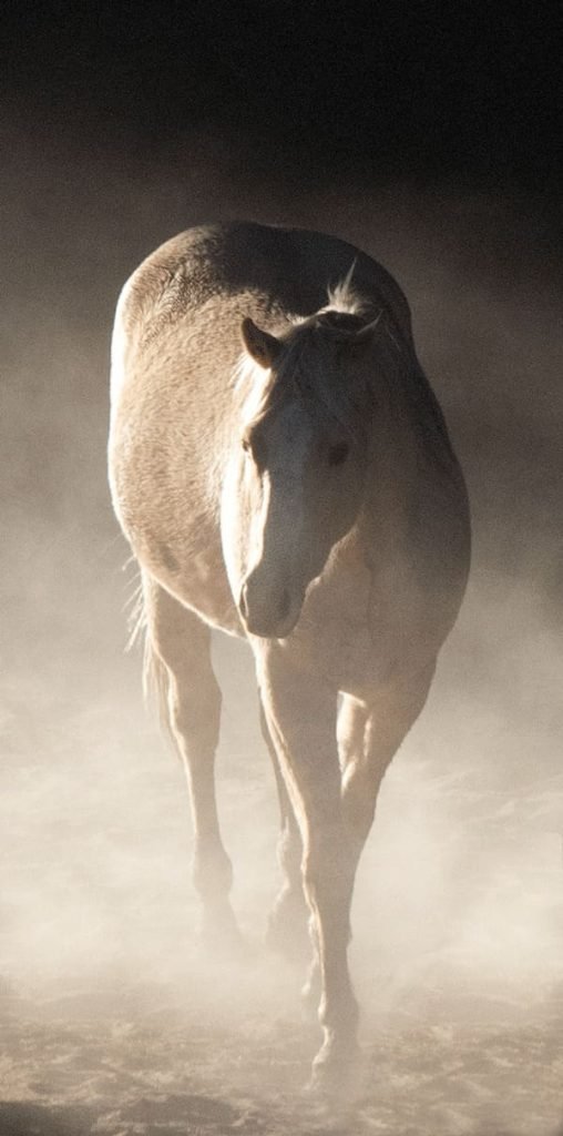 15 Horse copy 0000