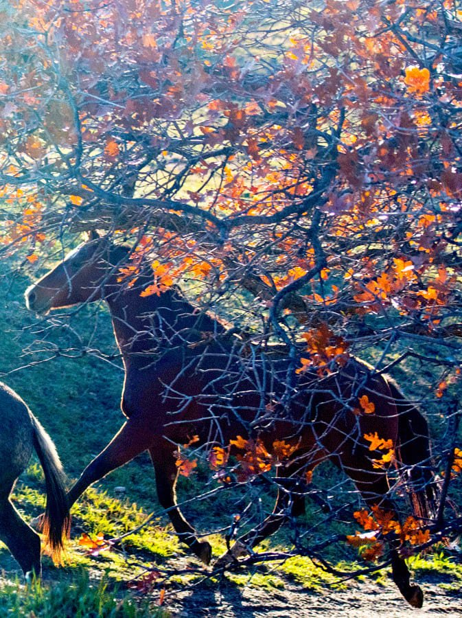 16 HorseTrees 0000