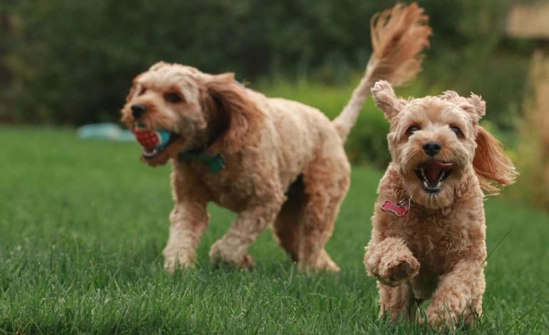 Dog emotions