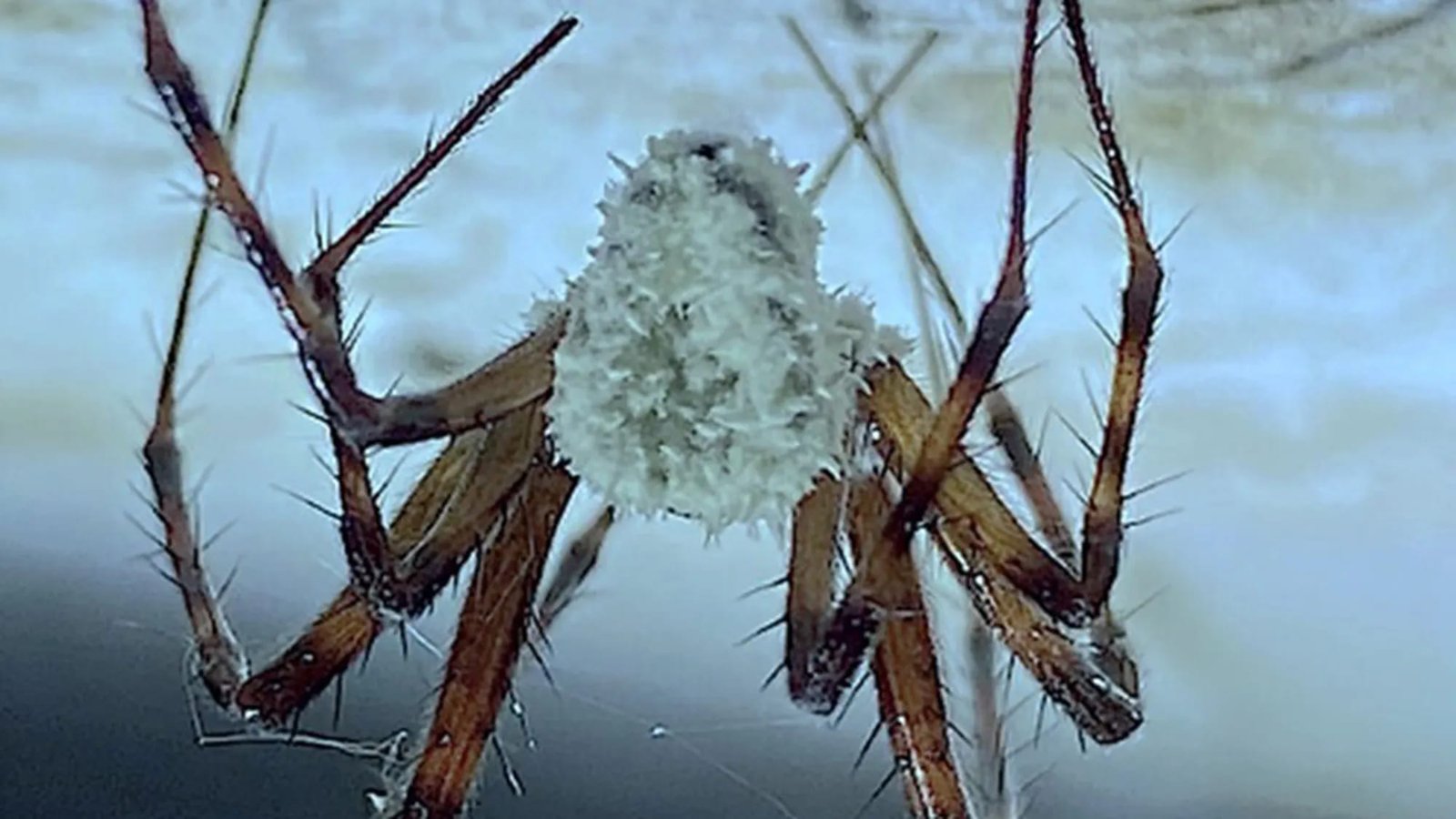 Zombie spiders discovered in London garden spark fungus fears