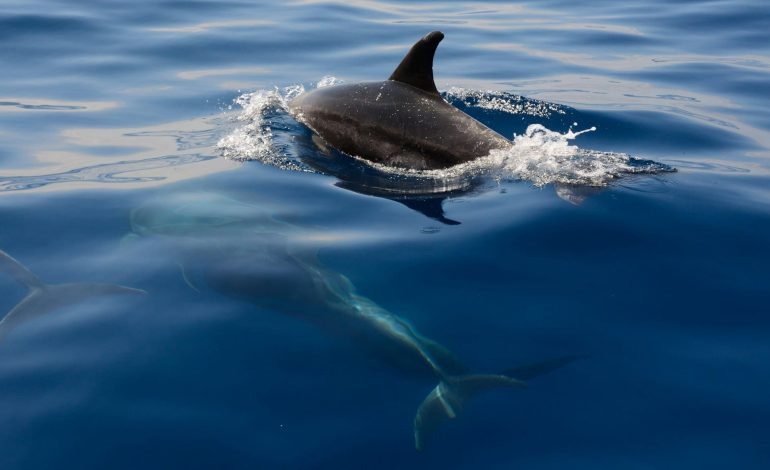dolphin calf swimming in water