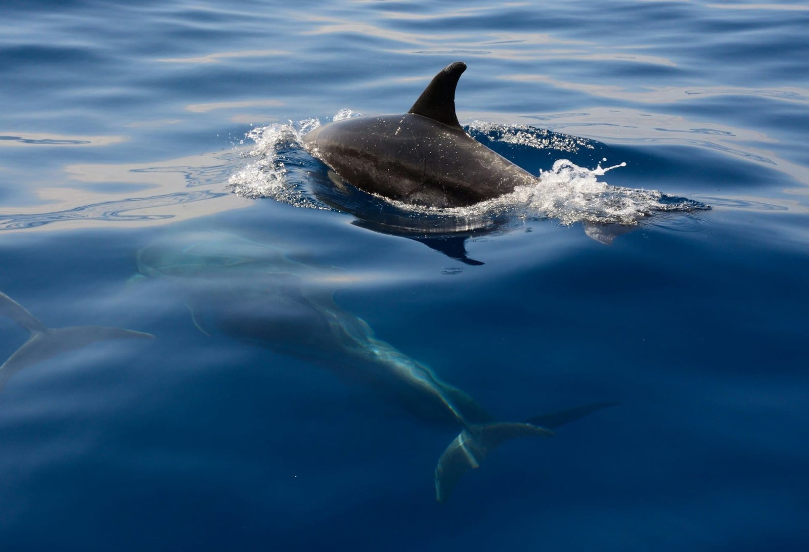 Dolphin calf rescued by tourist boat in Wales