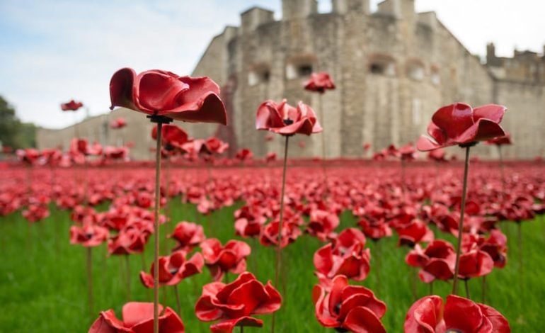 Poppies