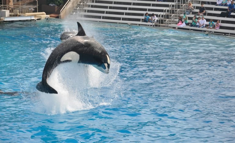 SeaWorld faces fine after trainer injured by Orca in Orlando