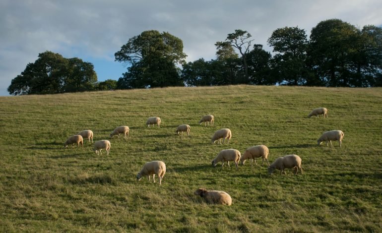Environmental groups and farmers unite to protect farming budget
