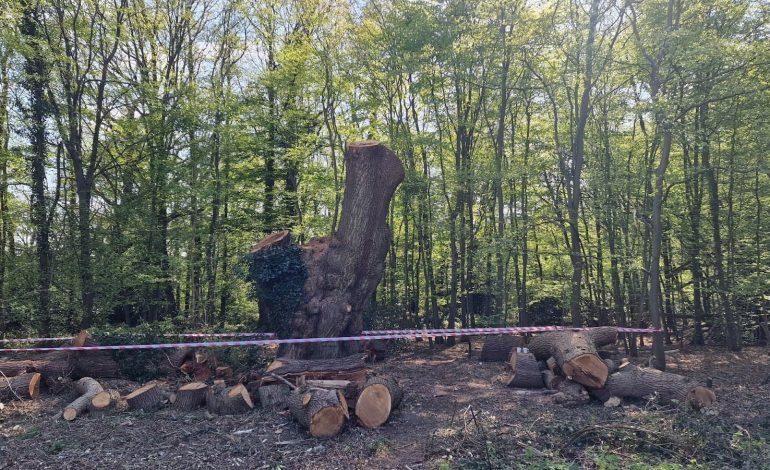 Felled ancient Enfield oak tree in Whitewebbs Wood, Enfield, sparking outrage over Toby Carvery removal