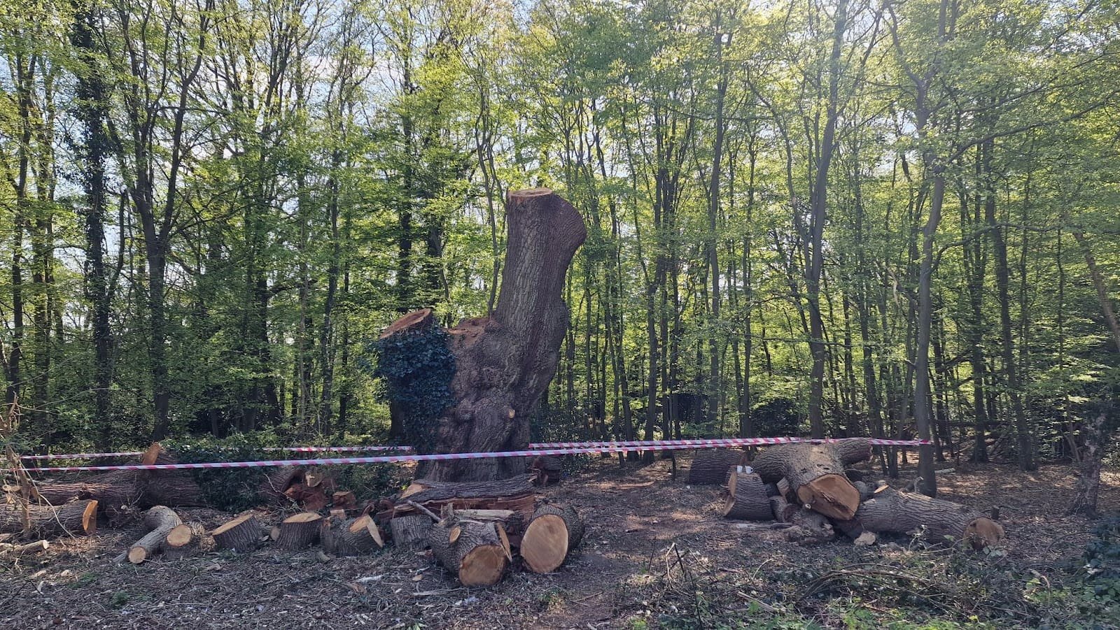 Ancient Enfield oak felled without warning sparks public outcry