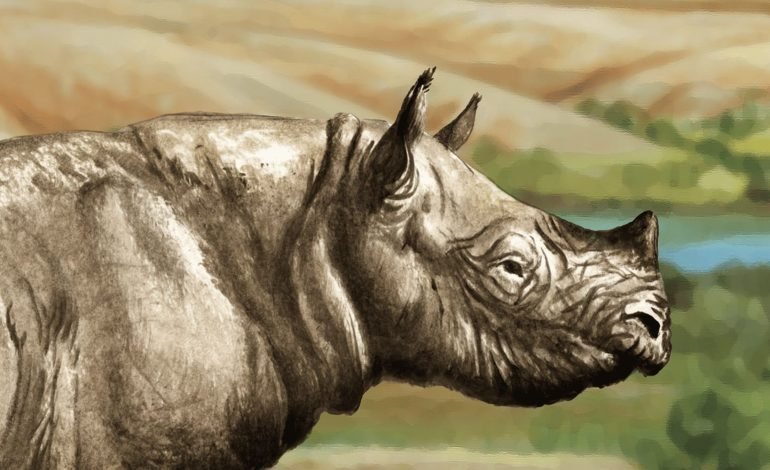 Ashfall Mystery Solved: Fossilised Rhinos Show Herd Life and No Escape