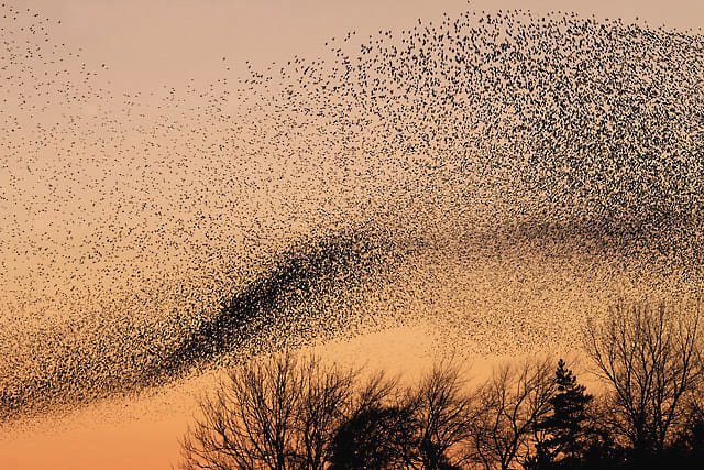 Starling murmuration at dusk above winter trees – starling population decline in the UK.