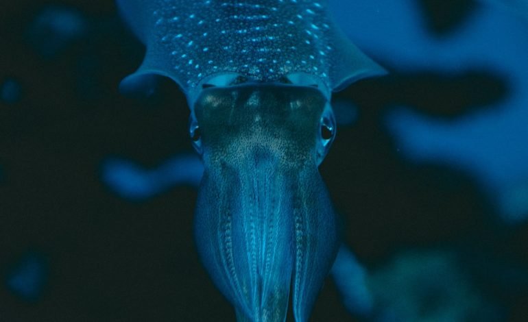 a squid but not a collosal squid