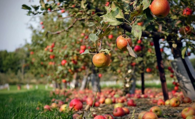 apples in a tree like in Veolia Orchard