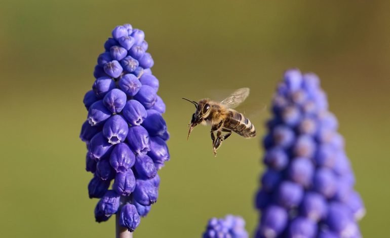 bee pollinators flying near purple flower