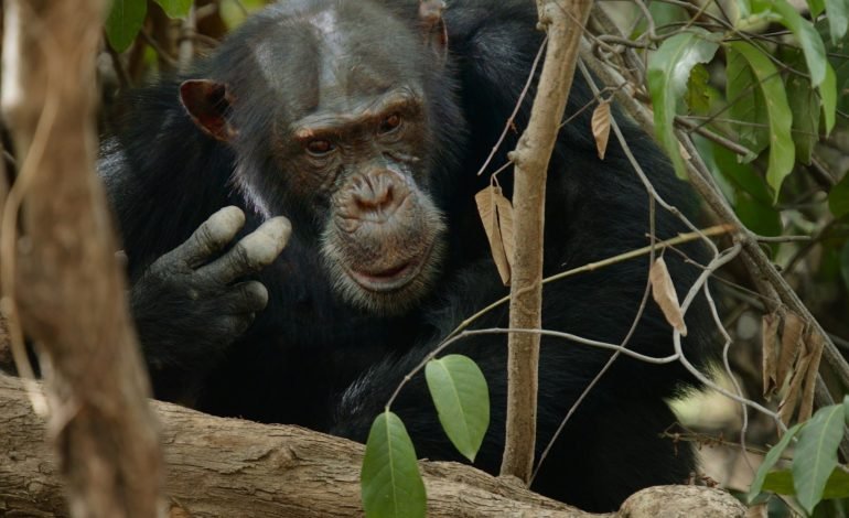 Chimpanzees demonstrating engineering skills
