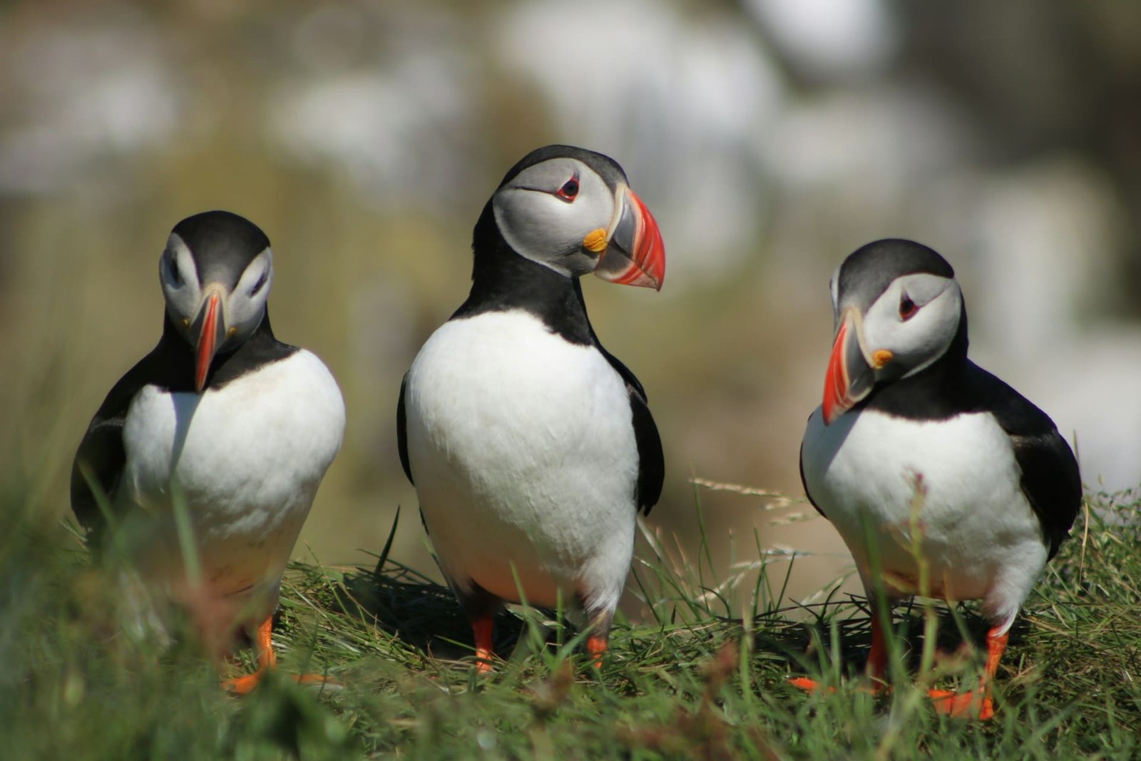 Puffins return to Inner Farne as iconic UK island reopens for visitors