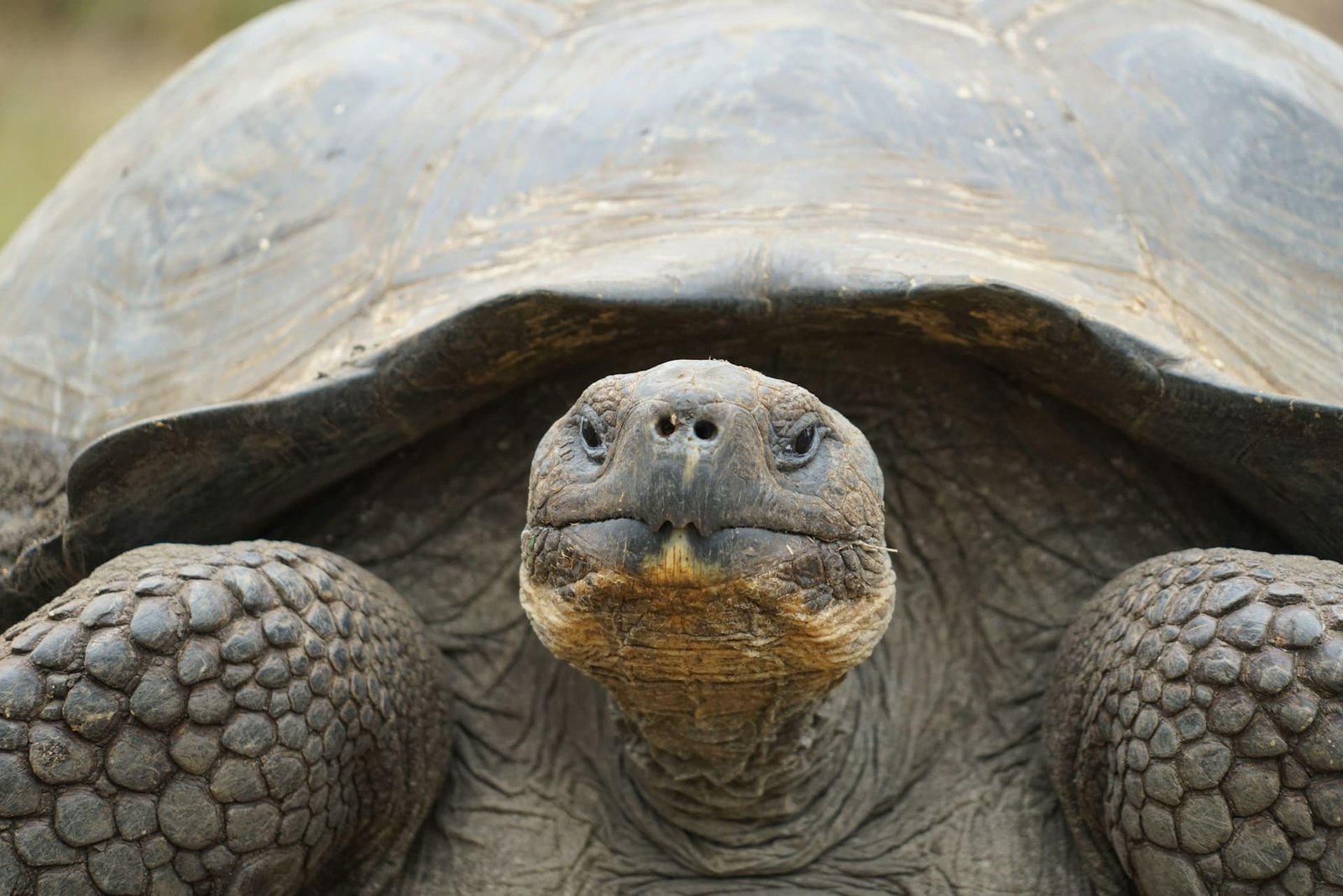 Tortoises in US zoo become parents at 100-years-old