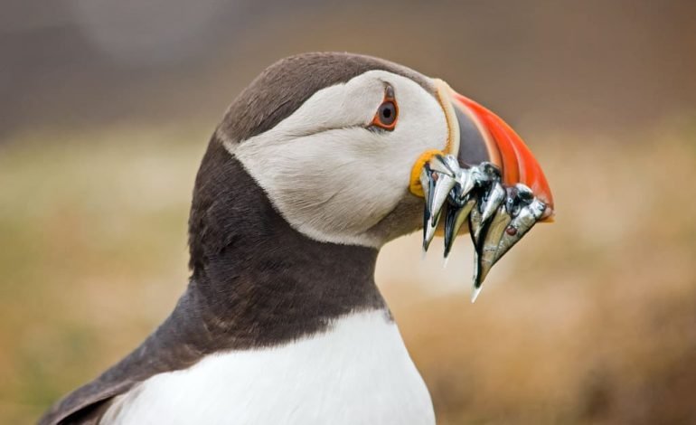 Atlantic puffin holding UK sandeels in its beak on a coastal cliff