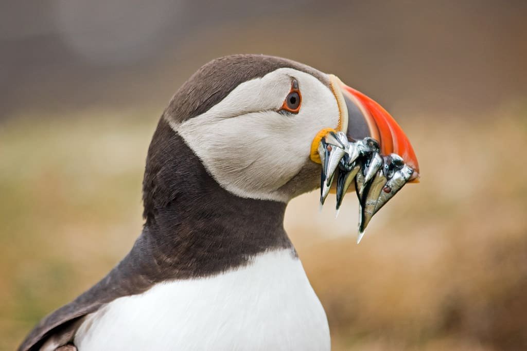 UK sandeel fishing ban upheld despite EU challenge