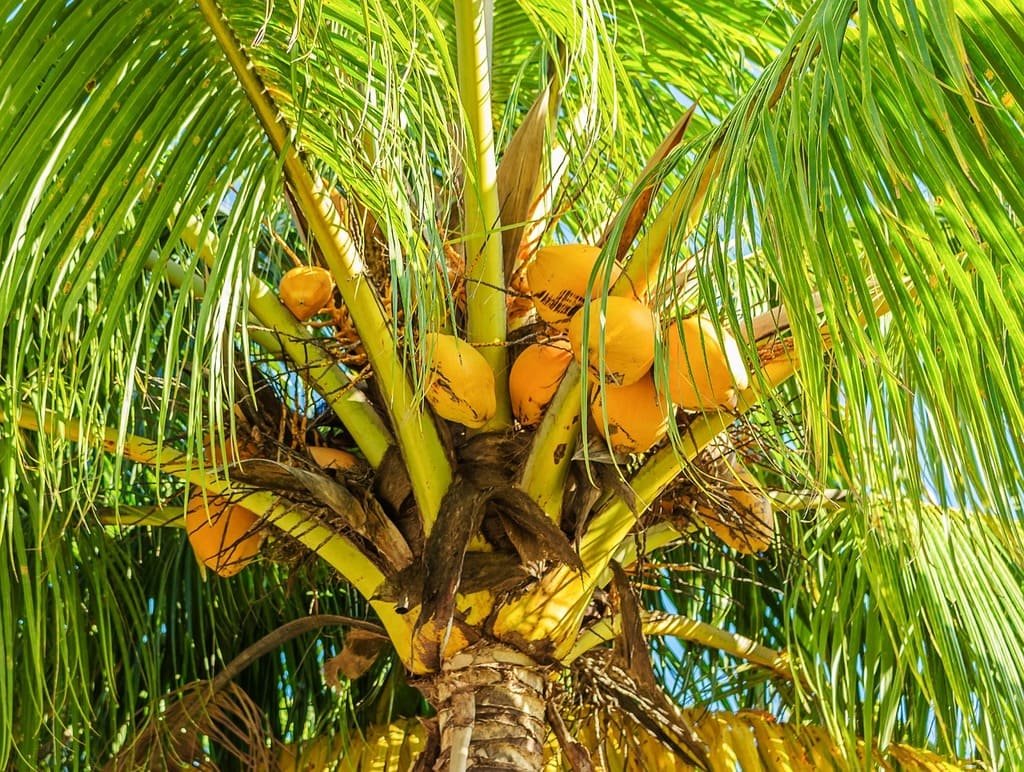 Coconut sustainability benefits are gaining attention in the UK