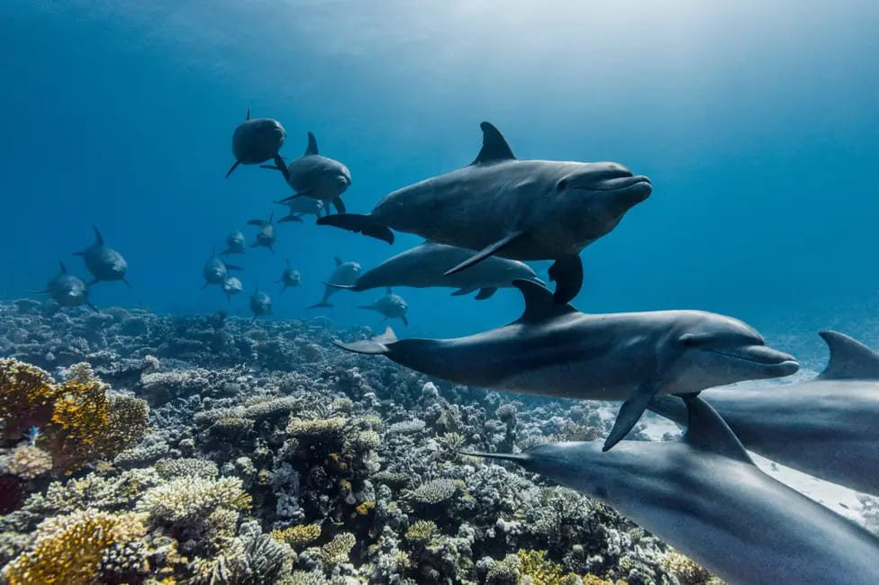 Ocean film Sir David Attenborough’s powerful new message at 99