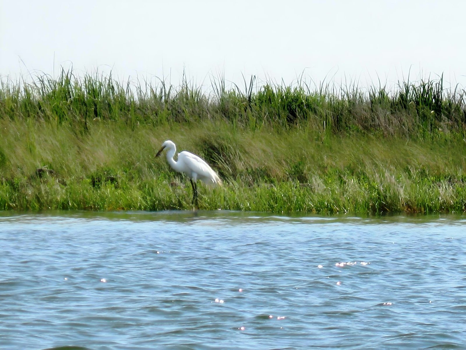 Saltmarshes vital to fight climate change, WWF says