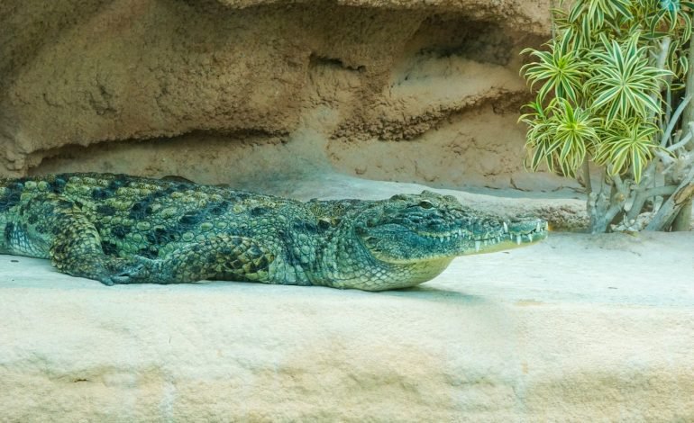 Crocodile species discovered in Mexico