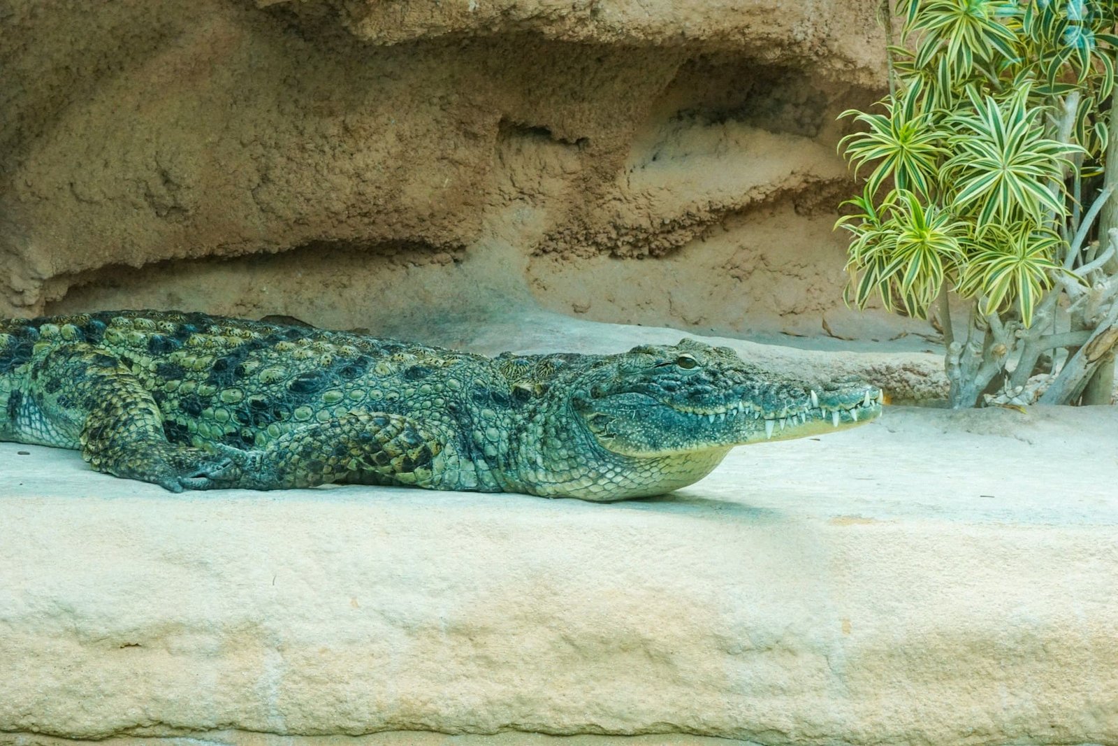 Crocodile species discovered in Mexico