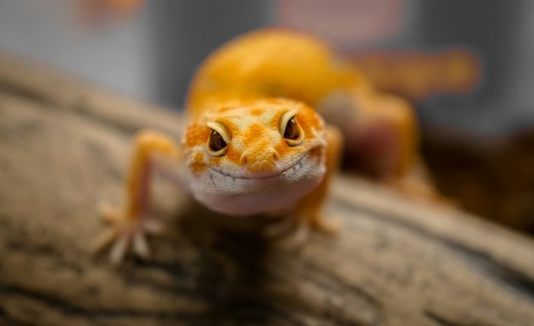 brown and white lizard on a log for reptiles article