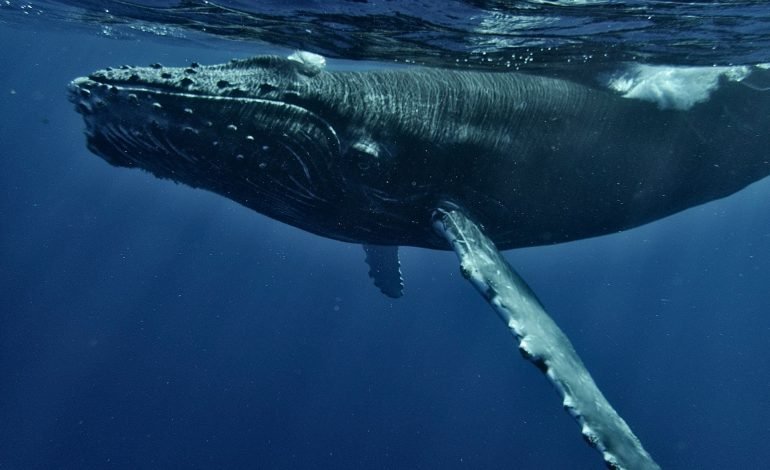 humpback whale swimming just below the surface