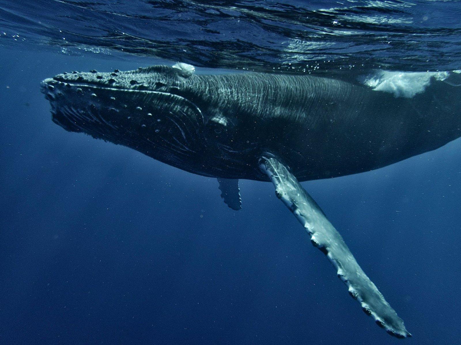 Humpback whale calf sightings further south than previously thought