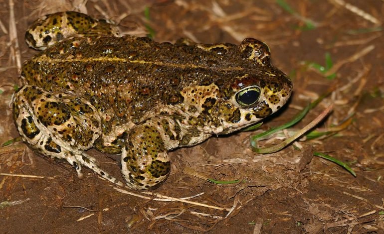 natterjack toad