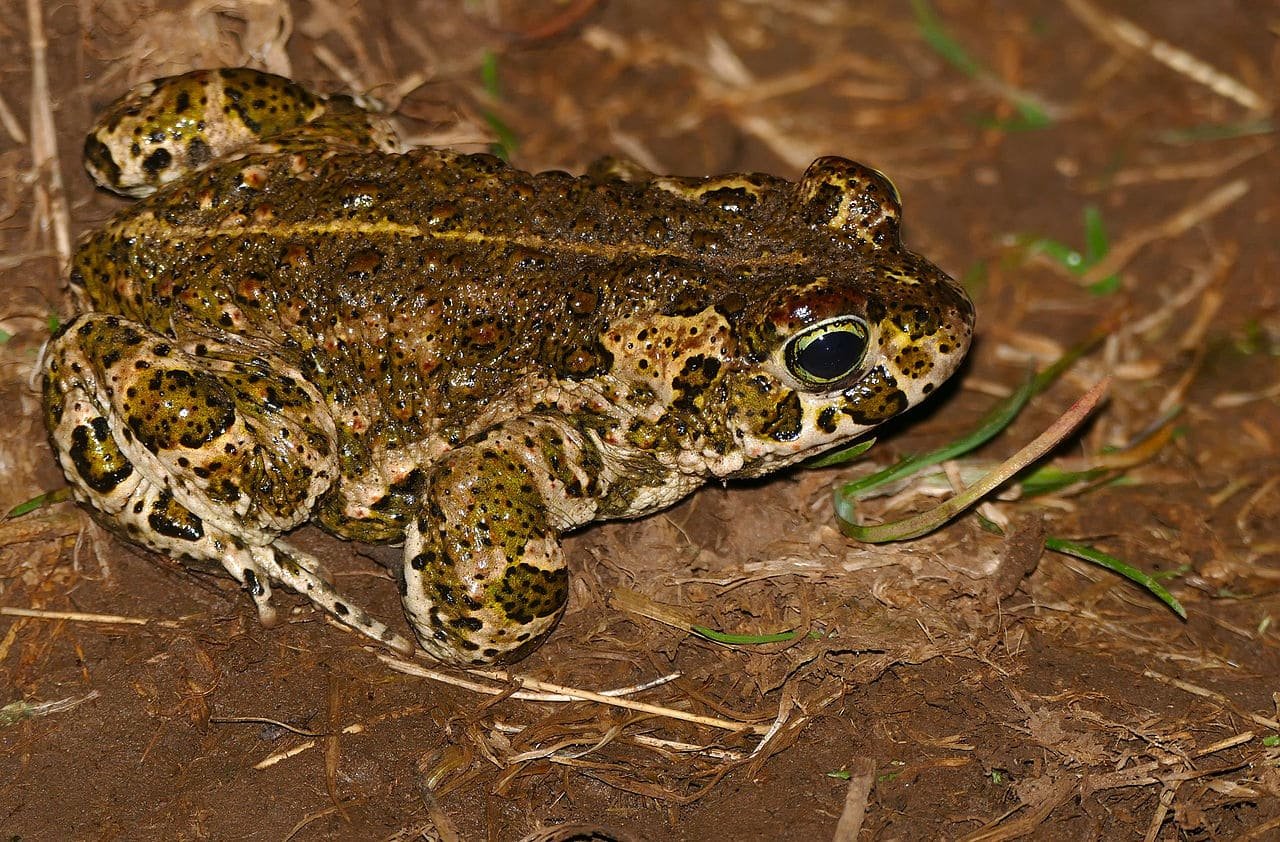 Natterjack toad making “remarkable comeback”