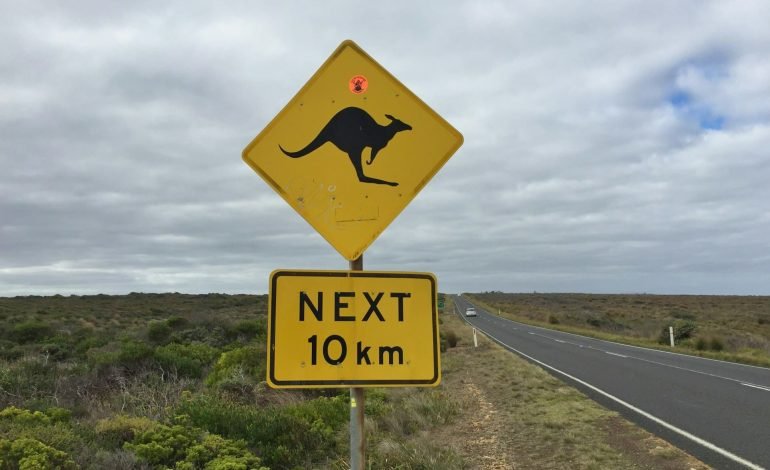 runaway kangaroo