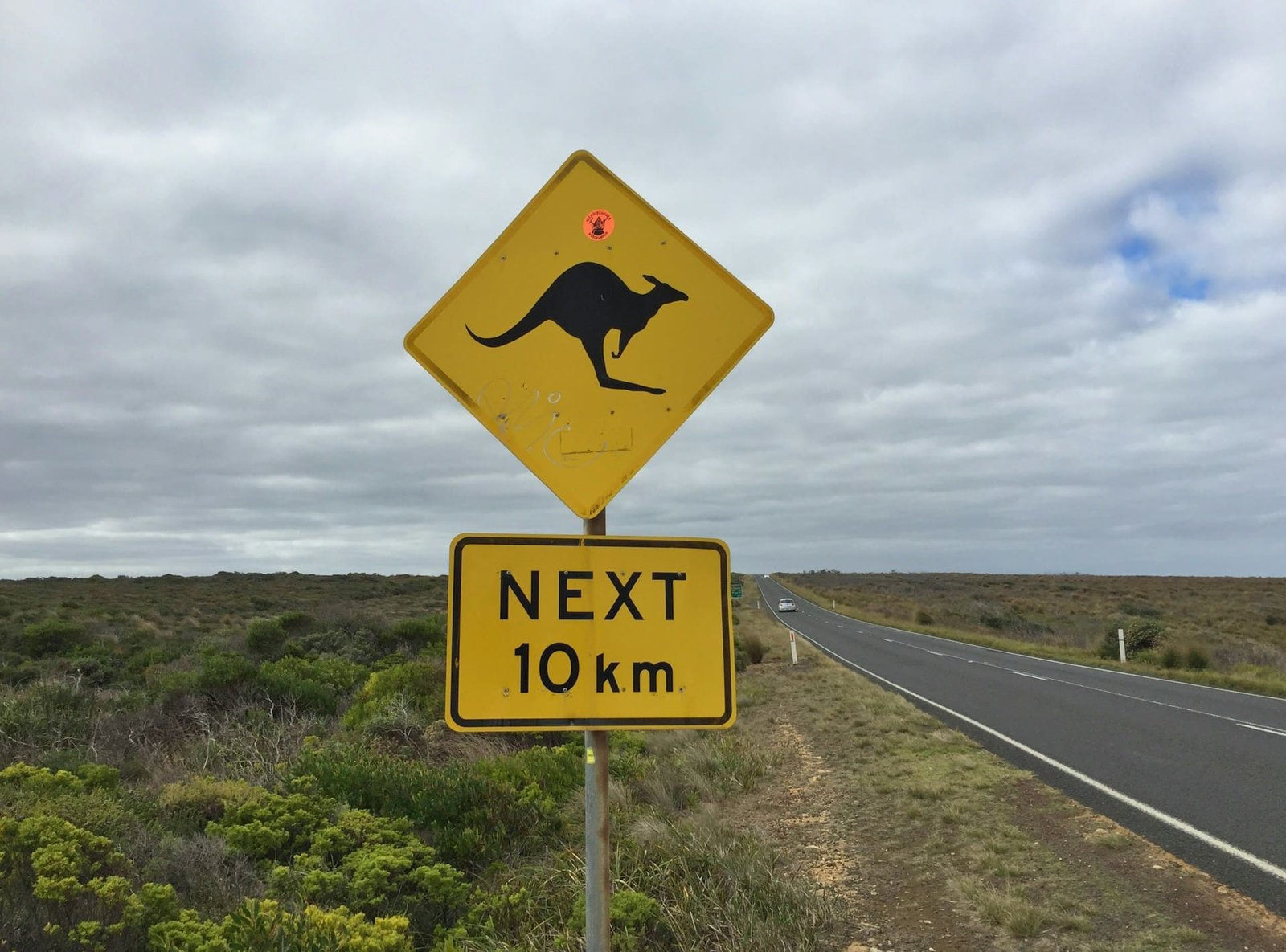 Runaway kangaroo shuts down American highway