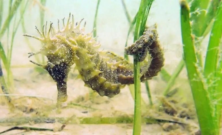 Spiny seahorse breeding in seagrass near Weymouth Peninsula delaying harbour repairs in Dorset