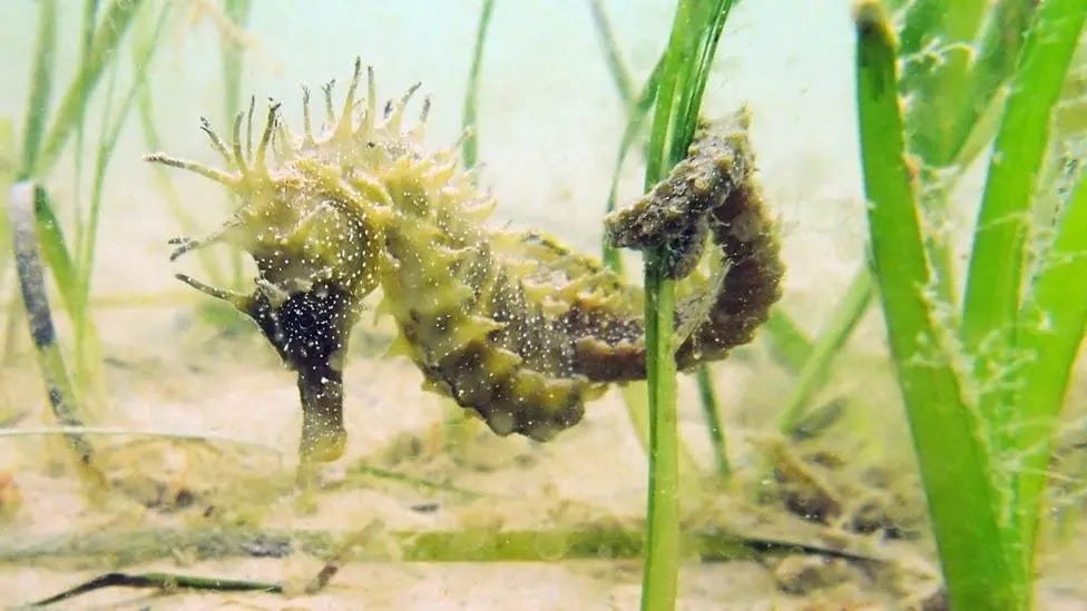 Seahorses delay harbour repairs near Weymouth Peninsula