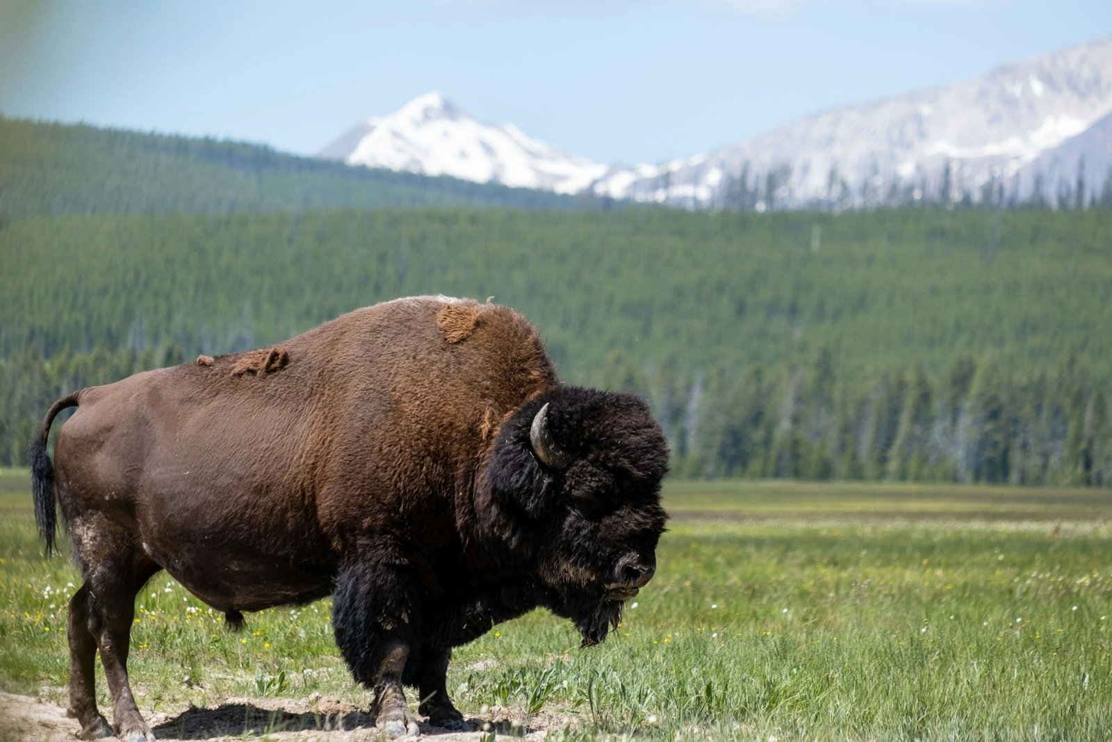Bison in Yellowstone National Park attacks man
