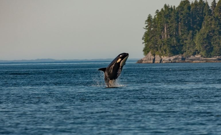 an orca leaping out of the water