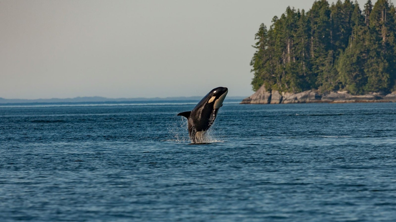 Orca tool use observed by researchers