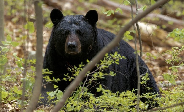 black bear siting in forest