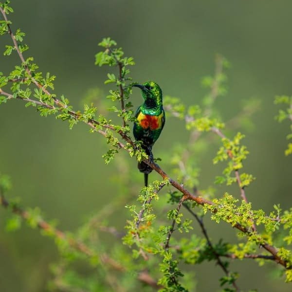 Gambia Experience a must for bird watchers