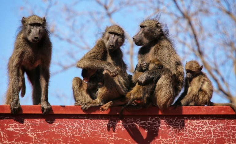 group of baboons sitting on a red roof in south africa
