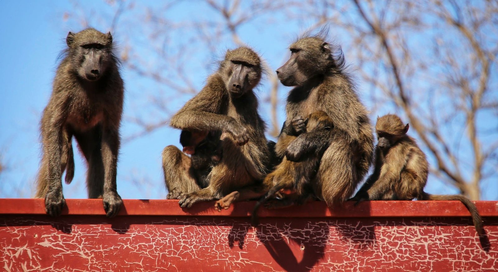 Baboons walk for friendship, not safety, study finds
