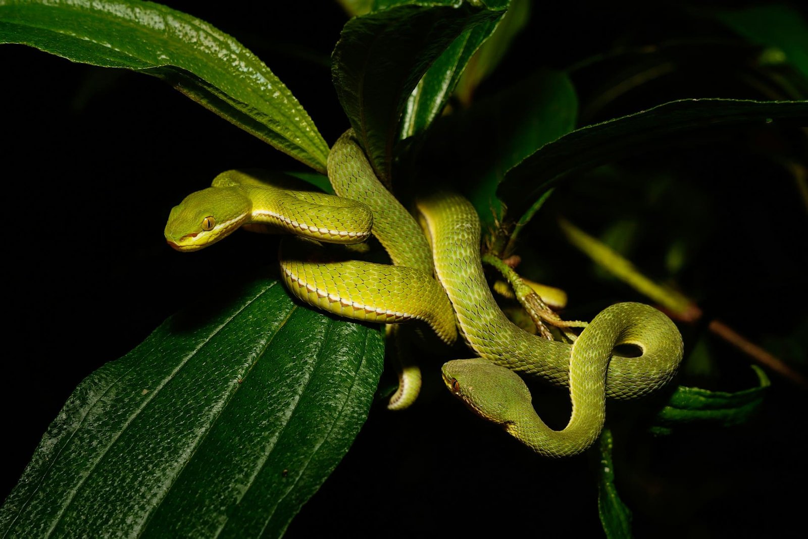 Venomous snakes found in airport see man in India arrested