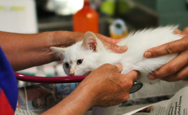 Vet bills too much for many pet owners