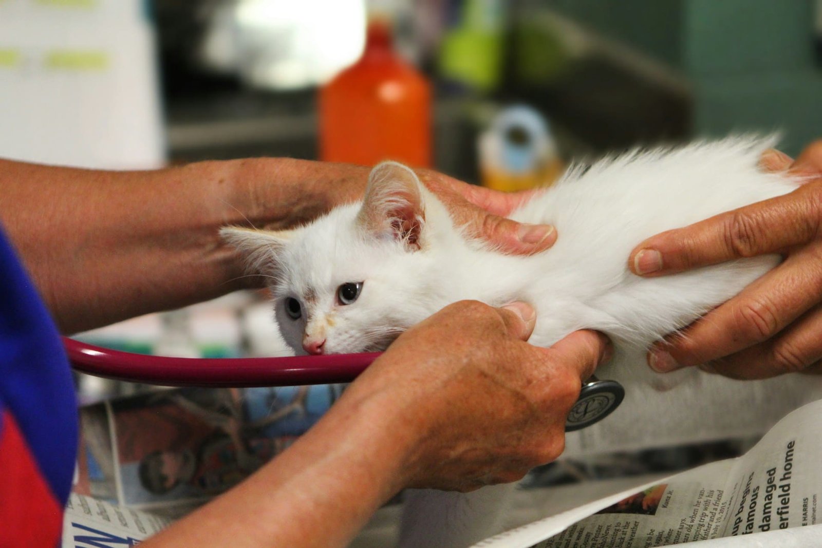 Vet bills too much for many pet owners