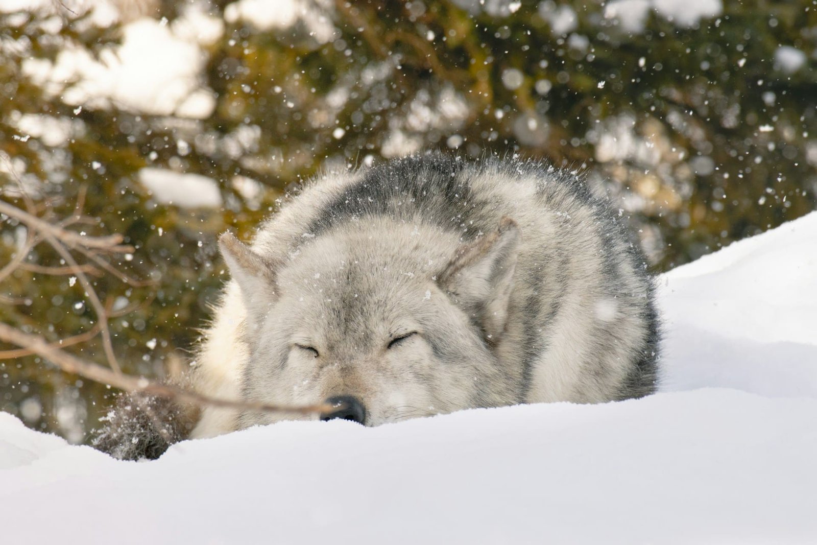 Pups from the Ice Age found to be wolves not dogs