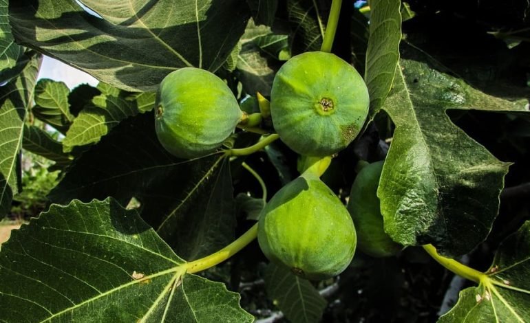 Close up of green figs growing on a fig tree with large dark green leaves