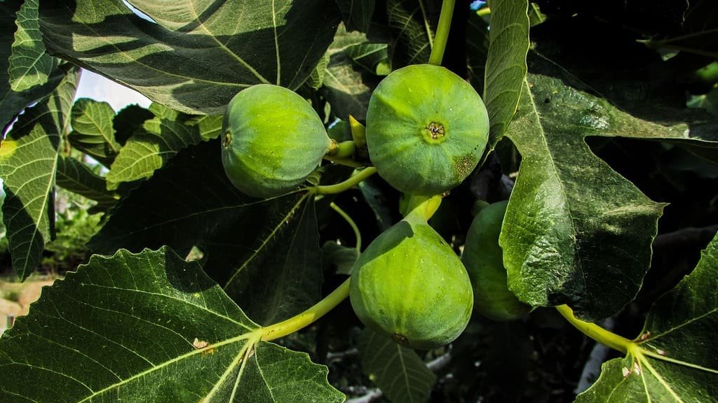 Fig trees that store carbon as stone could help reshape how we fight climate change