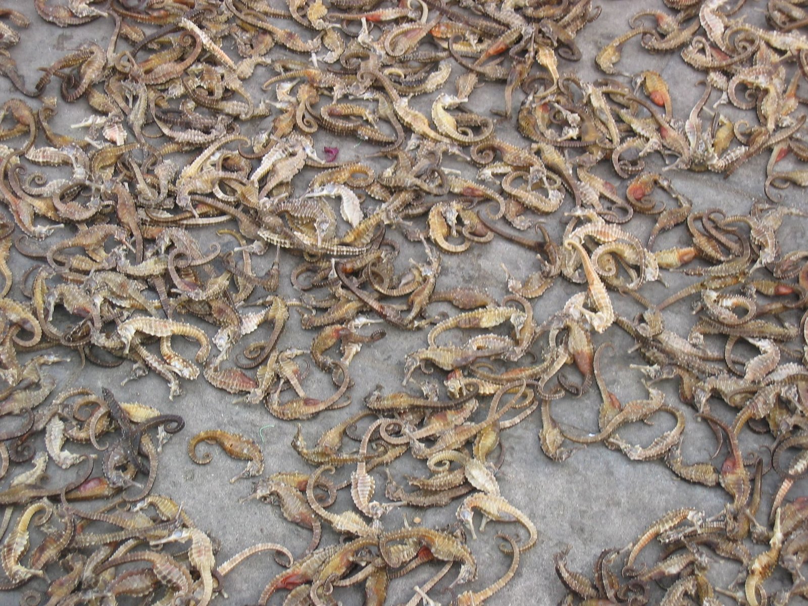 Illegal seahorse trade uncovered in global smuggling networks