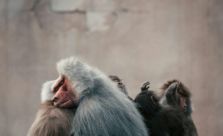 Guinea baboons in a zoo